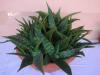 Aloe saponaria c syn. Aloe maculata.jpg